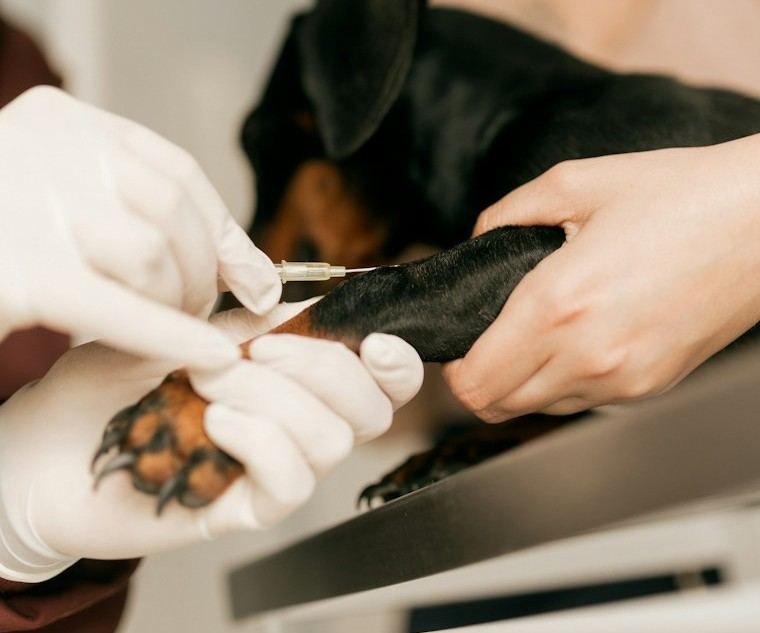 Coleta de sangue na pata de um cachorro, feita com luvas