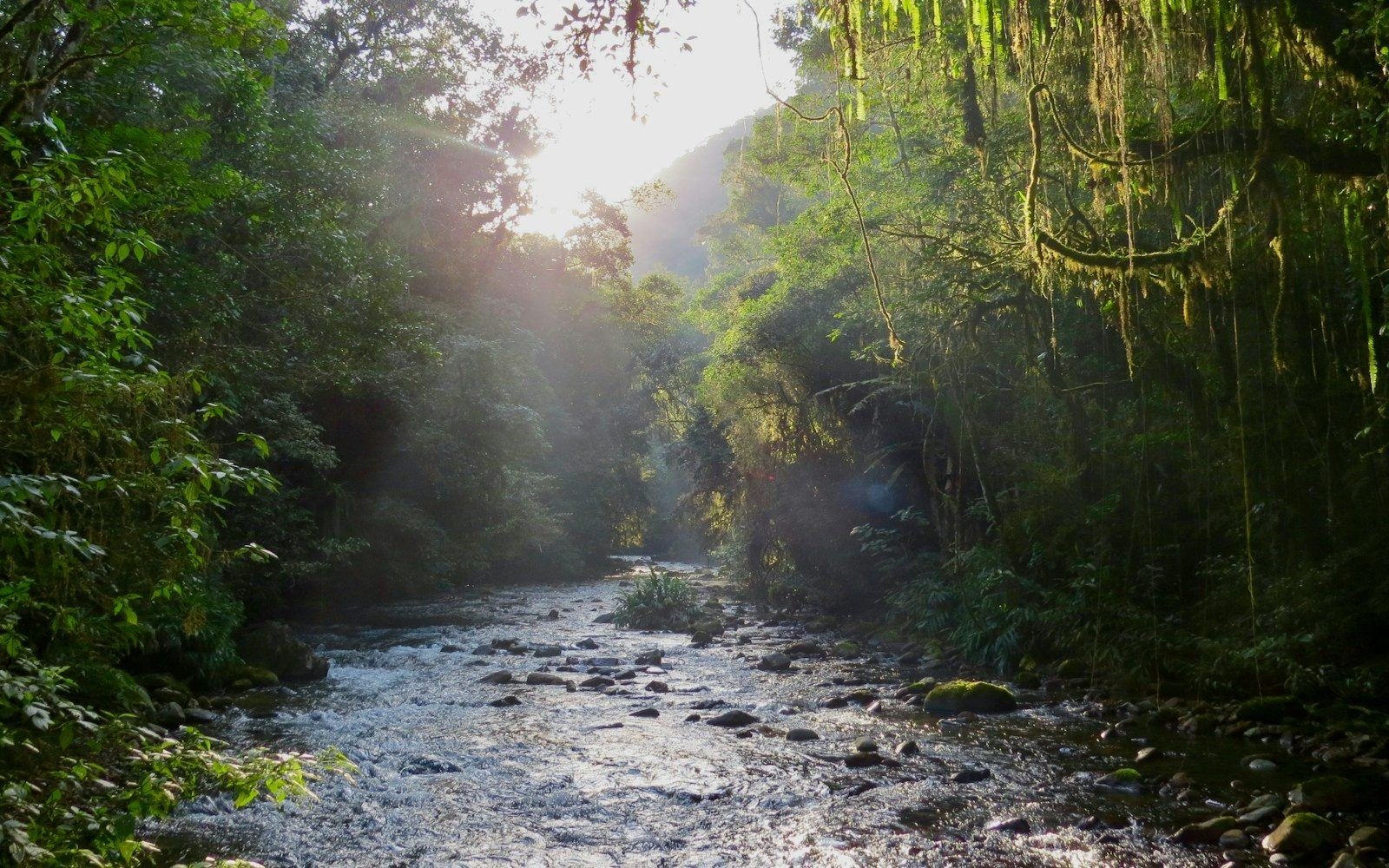 Rio de águas claras correndo entre pedras na Mata Atlântica
